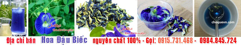 hoa đậu biếc